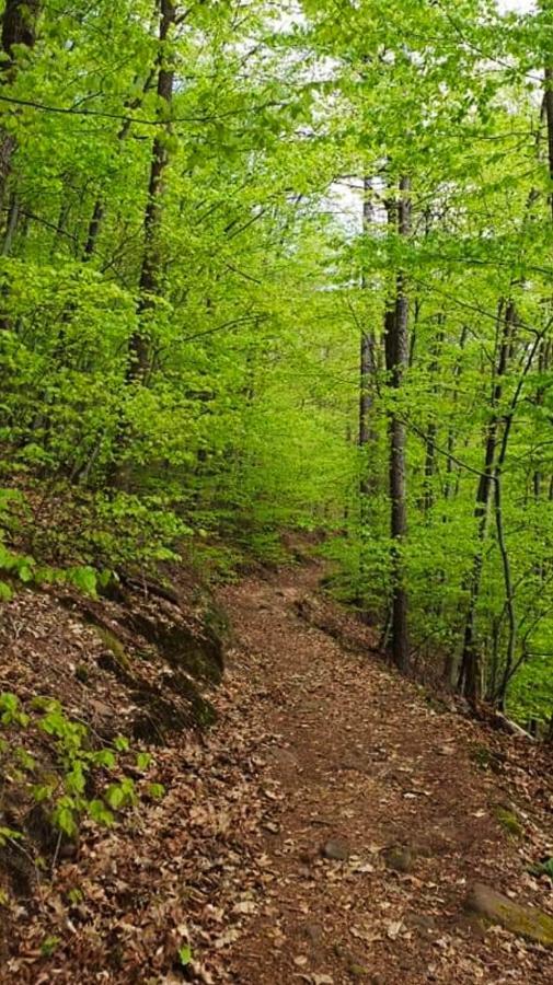 Ferienwohnungen Im Herzen Des Pfaelzerwaldes Elmstein 外观 照片